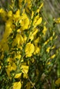 Cytisus scoparius, common broom or Scotch broom yellow flowers closeup selective focus Royalty Free Stock Photo