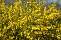 Cytisus scoparius, common broom or Scotch broom yellow flowers closeup selective focus Royalty Free Stock Photo