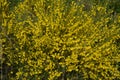 Cytisus scoparius, common broom or Scotch broom yellow flowers closeup selective focus Royalty Free Stock Photo