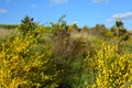 Cytisus scoparius, common broom or Scotch broom yellow flowers closeup selective focus Royalty Free Stock Photo