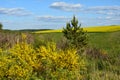 Cytisus scoparius, common broom or Scotch broom yellow flowers closeup selective focus Royalty Free Stock Photo