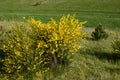 Cytisus scoparius, common broom or Scotch broom yellow flowers closeup selective focus Royalty Free Stock Photo