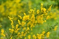 Cytisus scoparius common broom shrub with yellow flowers selective focus Royalty Free Stock Photo