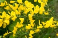 Cytisus scoparius common broom shrub with yellow flowers selective focus Royalty Free Stock Photo