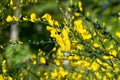 Cytisus scoparius, common broom yellow flowers closeup selective focus Royalty Free Stock Photo