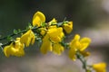 Cytisus scoparius, common broom yellow flowers closeup selective focus Royalty Free Stock Photo