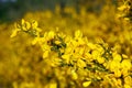 Cytisus scoparius common Scotch broom yellow flowering Royalty Free Stock Photo