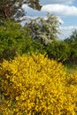 Cytisus scoparius common Scotch broom yellow flowering Royalty Free Stock Photo