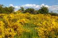 Cytisus scoparius common Scotch broom yellow flowering Royalty Free Stock Photo