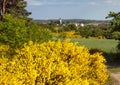 Cytisus scoparius common Scotch broom yellow flowering