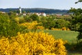 Cytisus scoparius common Scotch broom yellow flowering Royalty Free Stock Photo