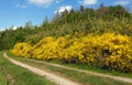 Cytisus scoparius common Scotch broom yellow flowering Royalty Free Stock Photo