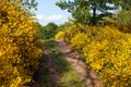 Cytisus scoparius common Scotch broom yellow flowering Royalty Free Stock Photo