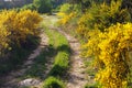 Cytisus scoparius common Scotch broom yellow flowering Royalty Free Stock Photo