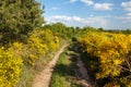 Cytisus scoparius common Scotch broom yellow flowering Royalty Free Stock Photo