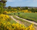 Cytisus scoparius common Scotch broom yellow flowering Royalty Free Stock Photo