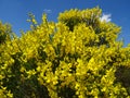 Cytisus scoparius. Guadalajara. Spain. Royalty Free Stock Photo