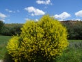 Cytisus scoparius. Guadalajara. Spain. Royalty Free Stock Photo