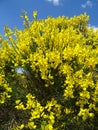 Cytisus scoparius. Guadalajara. Spain. Royalty Free Stock Photo