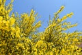 Cytisus scoparius Royalty Free Stock Photo