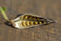 Cytisus scoparius  Sarothamnus scoparius also known as The common broom or Scotch broom seed pod. Open seed pod showing seeeds Royalty Free Stock Photo