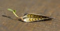 Cytisus scoparius  Sarothamnus scoparius also known as The common broom or Scotch broom seed pod. Open seed pod showing seeeds Royalty Free Stock Photo