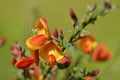 Cytisus scoparius spring blooming bush.