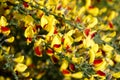 Cytisus scoparius spring blooming bush with red yellow blossom Royalty Free Stock Photo