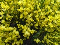 Cytisus scoparius spring blooming bush with yellow blossom Royalty Free Stock Photo
