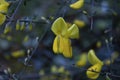 Cytisus scoparius yellow flowers Royalty Free Stock Photo