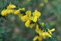 Cytisus scoparius. Yellow scotch broom. Close up. Royalty Free Stock Photo