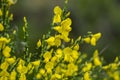 Cytisus scoparius yellow wild flowering common broom in bloom, scotch perennial leguminous flowering shrub