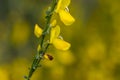 Cytisus scoparius yellow wild flowering common broom in bloom, scotch perennial leguminous flowering shrub