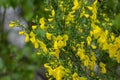 Cytisus scoparius yellow wild flowering common broom in bloom, scotch perennial leguminous flowering shrub