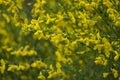 Cytisus scoparius yellow wild flowering common broom in bloom, scotch perennial leguminous flowering shrub