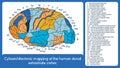 Cytoarchitectonic mapping of the human dorsal extrastriate cortex. Royalty Free Stock Photo