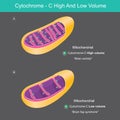 Cytochrome High And Low Volume. Royalty Free Stock Photo