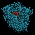 Cytochrome P450 (CYP3A4) liver enzyme in complex with the antibiotic erythromycin. 3D rendering based on protein data bank entry