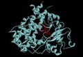 Cytochrome P450 molecule. CYP 3A4 is the most promiscuous of the human CYP enzymes. Molecular model. 3D rendering