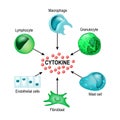 Cytokine. Vector concept Royalty Free Stock Photo