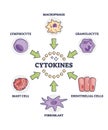 Cytokines releasing cells list for immune system response outline diagram Royalty Free Stock Photo