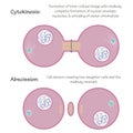 Vector illustration of mitosis steps of cytokinesis and abscission