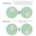 Vector illustration of mitosis steps of cytokinesis and abscission