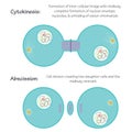 Vector illustration of mitosis steps of cytokinesis and abscission