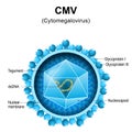 Cytomegalovirus. CMV structure. Close-up of a virion anatomy
