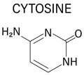 Cytosine pyrimidine nucleobase component. One of the bases found in DNA and RNA. Skeletal formula.