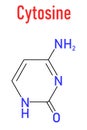 Cytosine pyrimidine nucleobase component. One of the bases found in DNA and RNA. Skeletal formula.