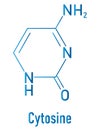 Cytosine pyrimidine nucleobase component. One of the bases found in DNA and RNA. Skeletal formula.