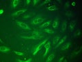 Cytoskeleton showed by GFP Royalty Free Stock Photo