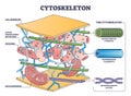 Cytoskeleton structure as complex protein filaments network outline diagram Royalty Free Stock Photo